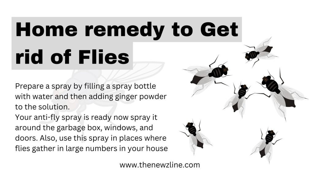 Natural way to get rid of Small Flies