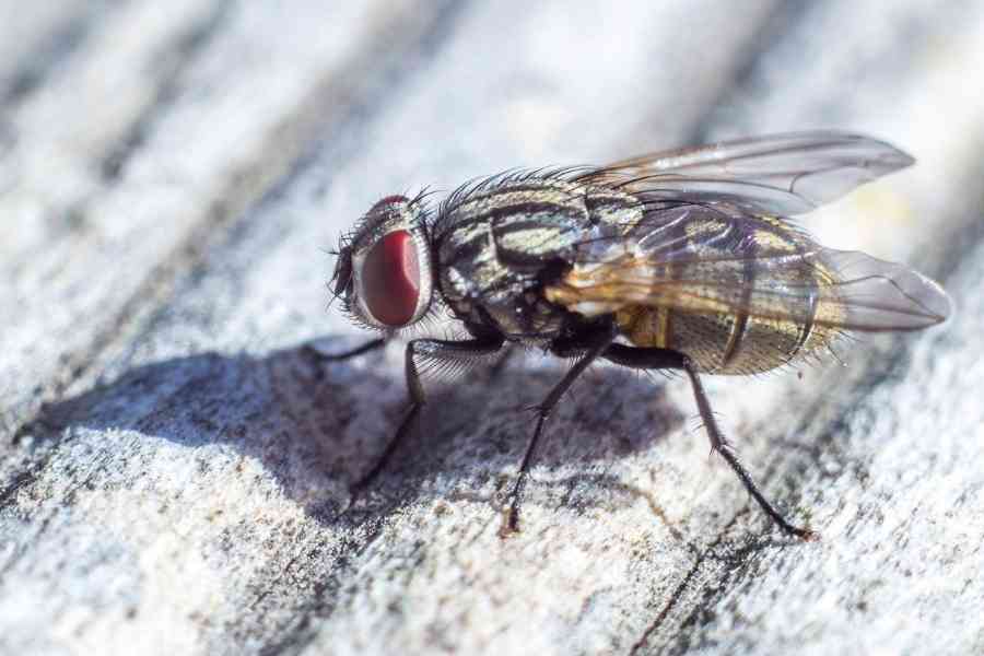 How To Get Rid Of Flies At Home Naturally?